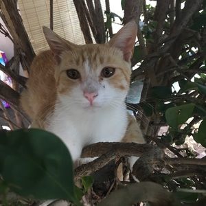 Meet your Posher, Prisila